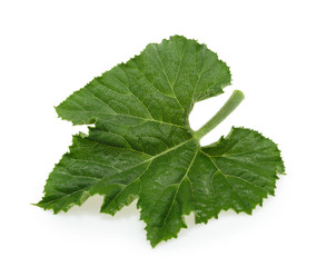 Close up green pumpkin leaf isolated on white