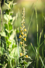 Yellow Verbascum Thapsus flowers, also known as great mullein or common mullein, in the meadow under the summer sun