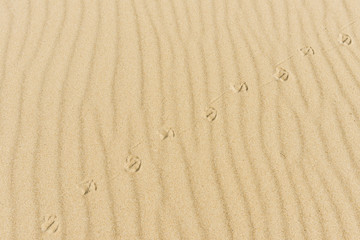 Track of Sea-gull in Sand