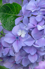 雨上がりの紫陽花