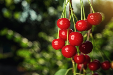 cherry orchard,Cherry tree,Ripe sour cherries growing on cherry tree,Cherries hanging on a cherry tree branch,fruit summer concept