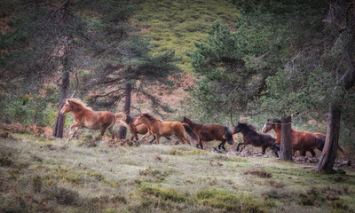 Caballos en el Xures