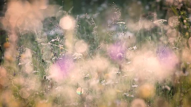Beautiful morning nature background. Closeup of fresh growing plants with drops of dew in charming light of sun. Many different wildflowers in countryside meadow. Filtered in vintage retro style.