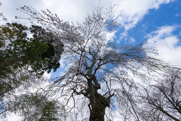 年を重ねたしだれ桜