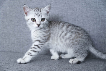 Fototapeta na wymiar kitten steals gray striped. Kitten on a gray background