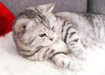 A beautiful tabby cat is lying. Pedigree cat Scottish, British