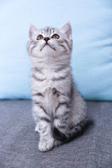 Fototapeta na wymiar A kitten sits looking up. Striped Gray Kitty