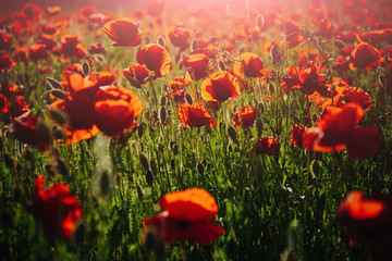 Fototapeta premium morning in field of red poppy seed flower background