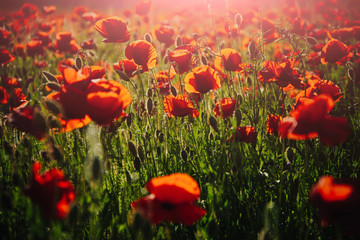morning in field of red poppy seed flower background