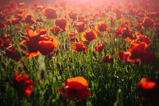 morning in field of red poppy seed flower background