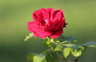 Red rose