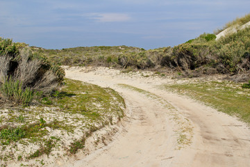 Sand road between the bushes