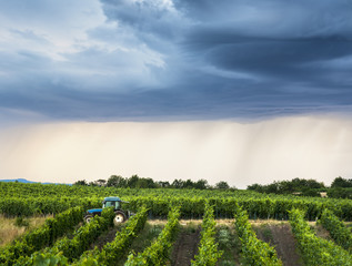Winzer mit Traktor im Weingarten drohendes Unwetter © Ewald Fröch