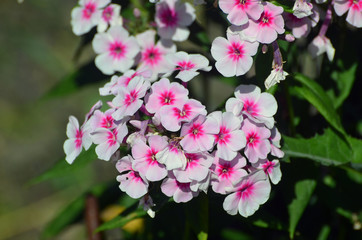 Phlox flower