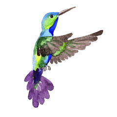 Sky bird colibri in a wildlife by watercolor style isolated. Wild freedom, bird with a flying wings. Aquarelle bird for background, texture, pattern, frame, border or tattoo.