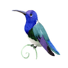 Sky bird colibri in a wildlife by watercolor style isolated. Wild freedom, bird with a flying wings. Aquarelle bird for background, texture, pattern, frame, border or tattoo.