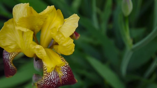 Yellow irise moving on the wind. Video footage HD static camera.