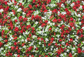 background from red and white flowers of a begonia..