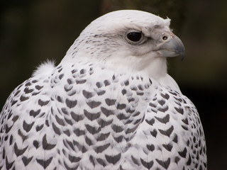 Schneeeule