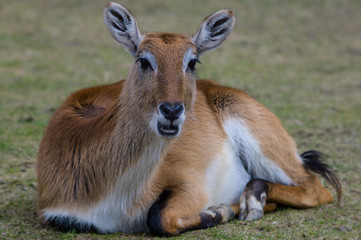 Fototapeta premium Antilope