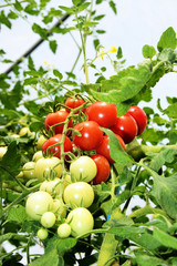 Tomatoes, Tomaten, im Treibhaus, Rispe, Textraum, copy space