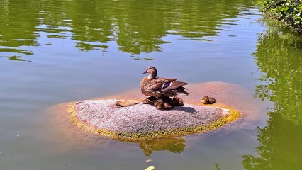 Ente mit Küken im Teich