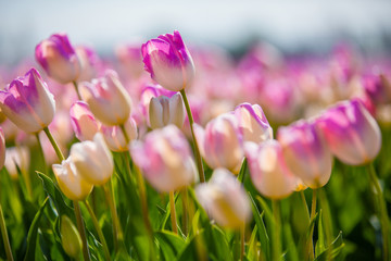 Fototapeta premium Holland