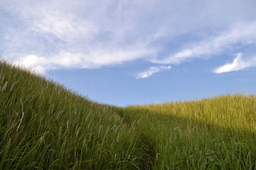 Obraz na płótnie Canvas Campuhan Ridge in Ubud