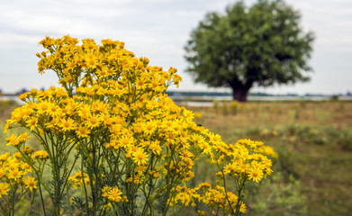 Yellow flowering common ragwort blooms growing at the bank of a river