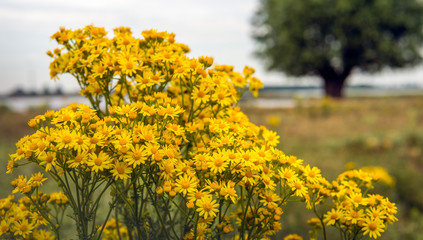 Yellow flowering common ragwort blooms growing at the bank of a river