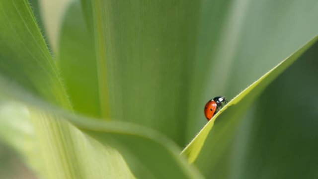 Red Coccinellidae beetle close-up  footage - Corn leaf and ladybug shallow DOF  video