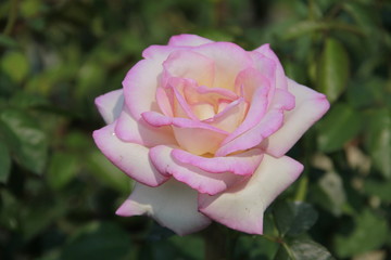 Noodle is a native dish made from pork, spice mixture. The time to eat must be roasted by fire.