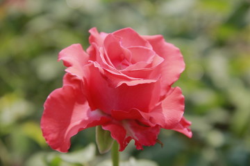 Red roses, flowers expressing love, are blossoming and growing in a natural garden and smelling fragrant.