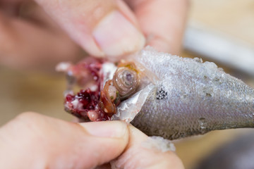 Study fish in laboratory.