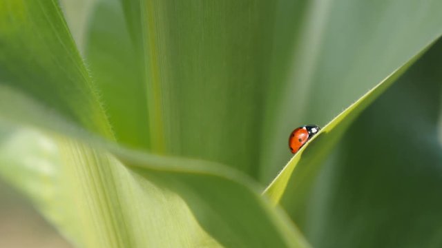 Corn leaves and ladybug shallow DOF  footage - Red Coccinellidae beetle close-up  video 