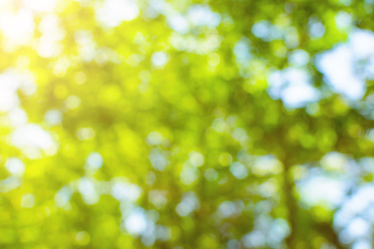 green bokeh tree and background