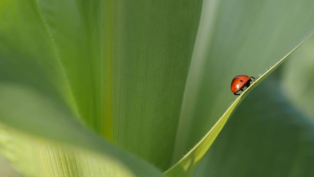 Tiny red Coccinellidae beetle close-up footage - Corn leaf and ladybug shallow DOF video 
