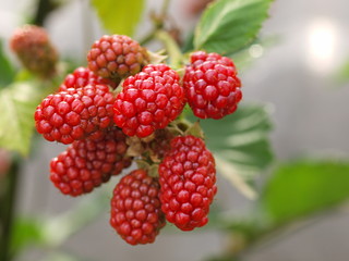 色づき始めたブラックベリ－の実