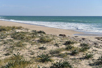 Sandy beach with a grass