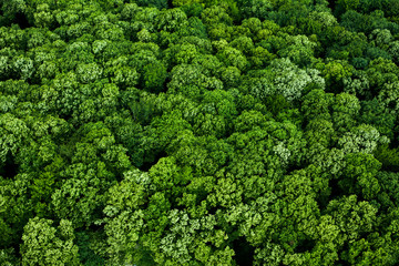 Summer forest background from the air