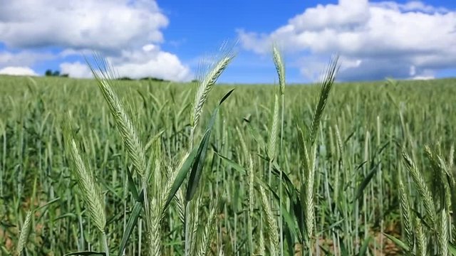 Green wheat field and blue sky.