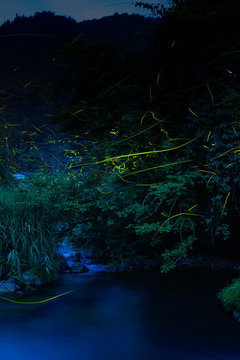 Fireflies dancing in the clear river
