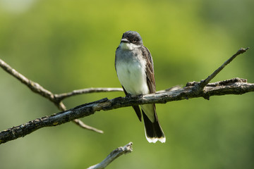 Fototapeta premium Eastern Kingbird