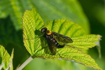 Golden-backed Snipe Fly © Paul Sparks