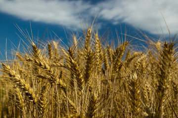 Yellow wheat field with the blue sky and clouds in the background