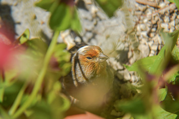 Little orange canary in the grass