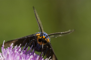 Virginia Ctenucha Moth