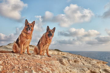 Two German Shepherds.