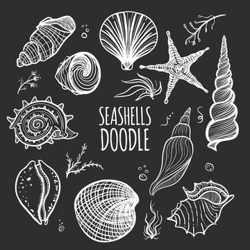 Set of white seashells on black background. Hand drawn doodle seashells, starfish, seaweed and coral. Creative seashells of different type.