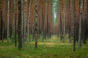 Obraz premium Autumn forest with pines and birches. Russia
